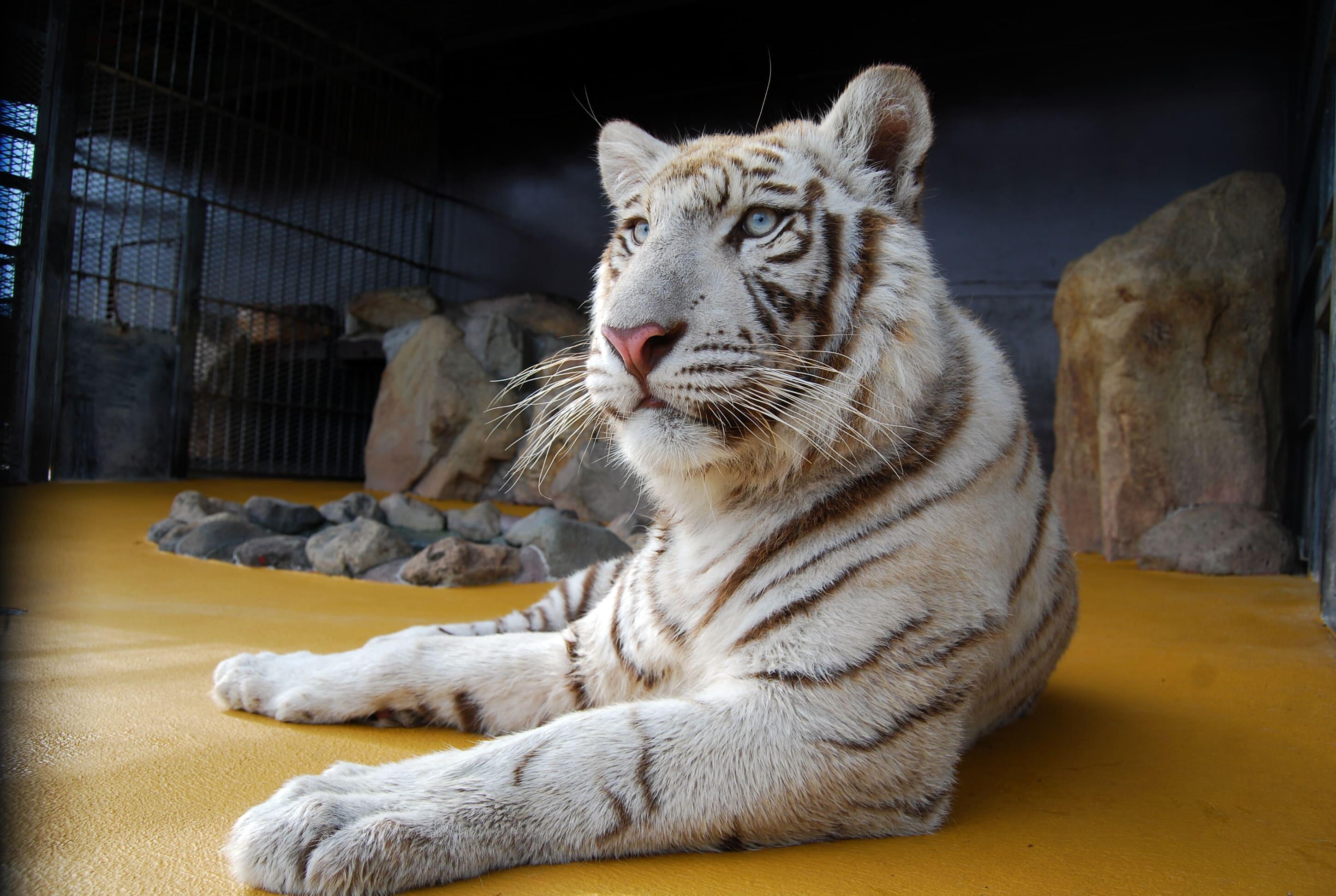 サファリランド